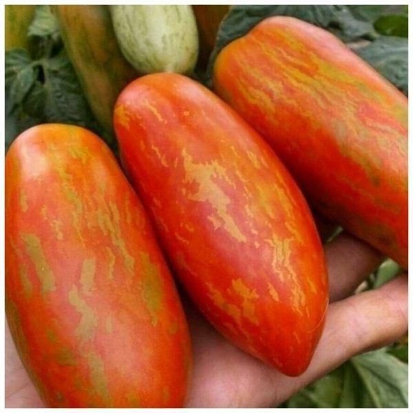 ����� ��������: ���������� ���� � ������� ����������� ��� ��������