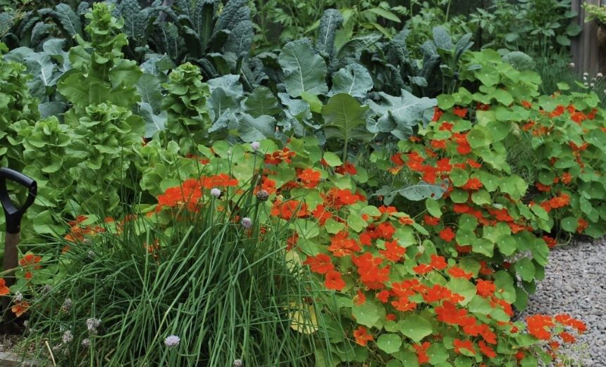 Смешанные посадки: как добиться успеха и избежать ошибок