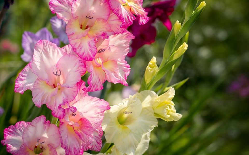 ��� ��������� �� ������������ � �������: ������� �������� � ���������� �������