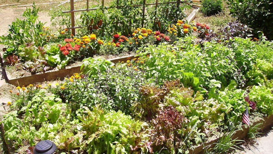 Секреты упорядочивания растений на огороде