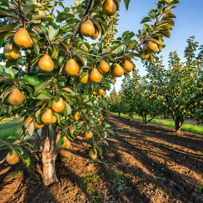 ��� ������ ����� �� ��������: �������� ������ �� ��� ������ �����