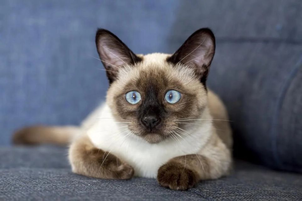 ��� ������ ����� �������� ������������: � ��� �������12 �����