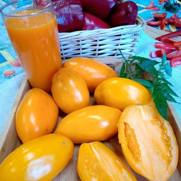 Томат Олеся: яркие оранжевые плоды и спокойный подход к уходу