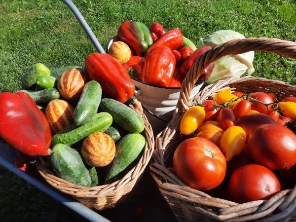 Новый взгляд на минеральные удобрения: почему стоит прекратить бояться