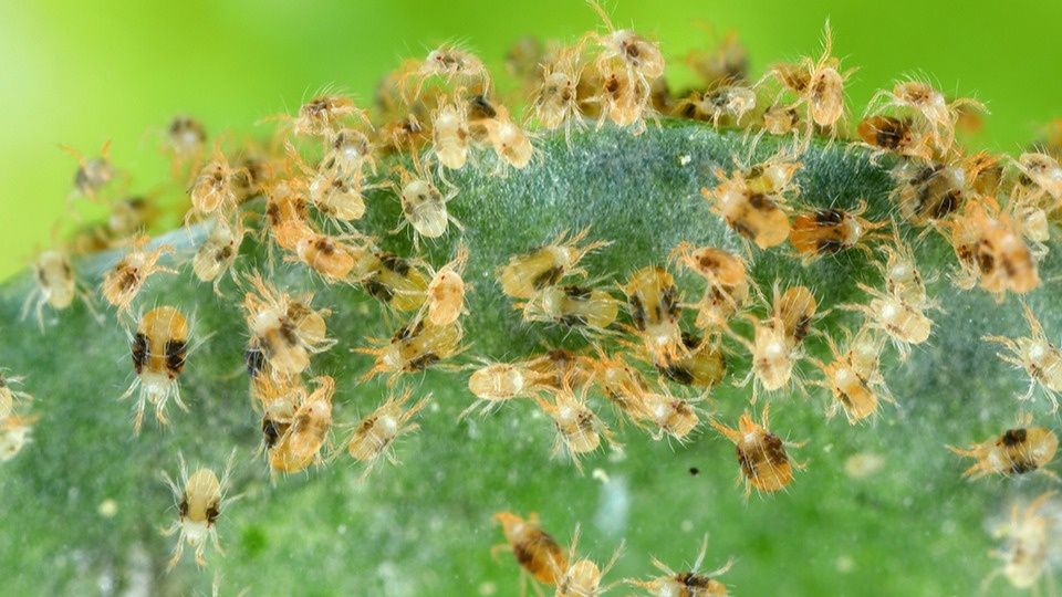 Неожиданные тайны паутинного клеща в теплице