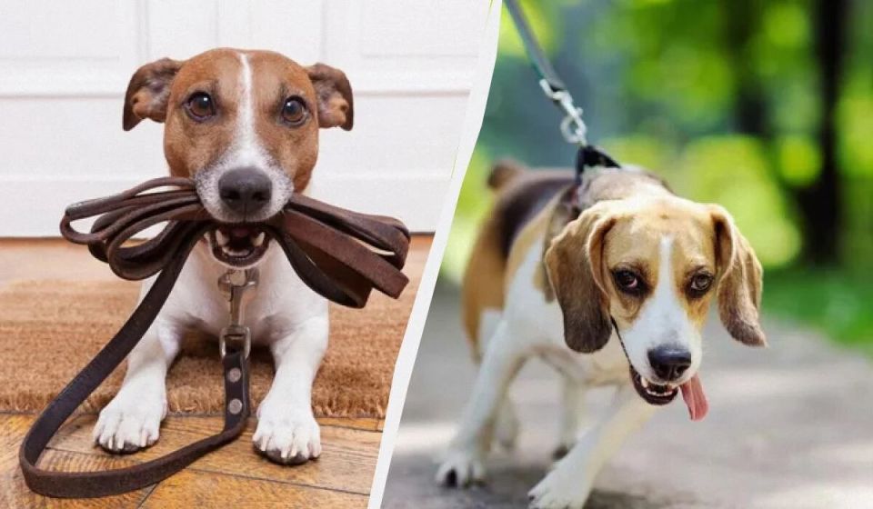 Как научить собаку не тянуть поводок на прогулке: советы и примеры