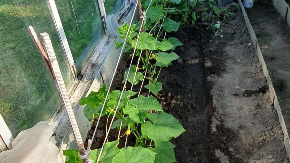 Как прищипывание огурцов меняет урожайность: советы и секреты