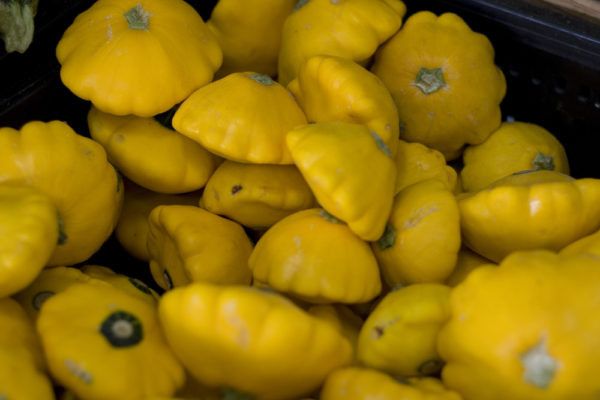 Почему патиссон Копейка покоряет огороды