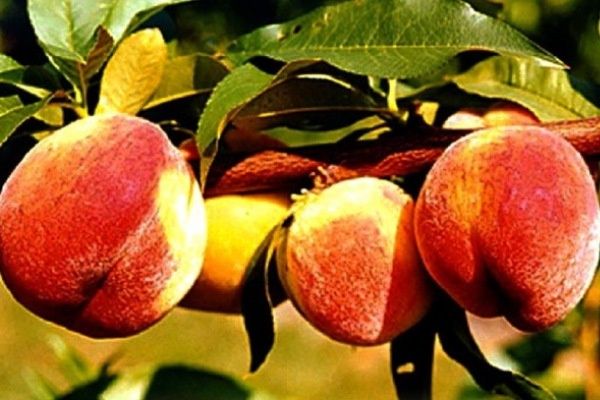 Персик Вулкан: Все о характеристиках и уходе за восхитительным сортом