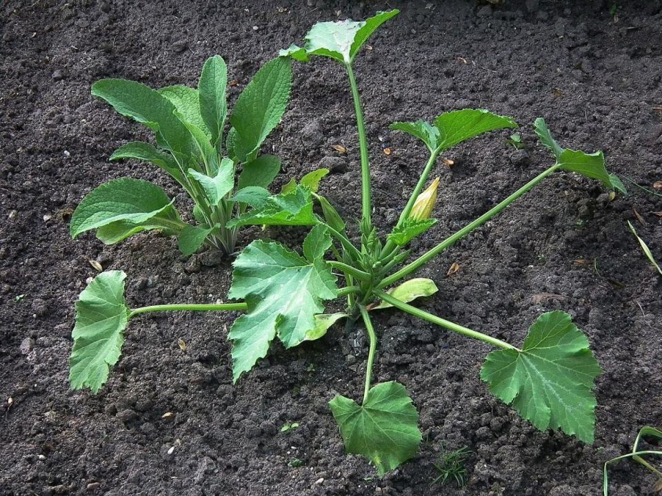 ��� ������� ����� �������� ��� ������: ������������� ������ �� ������