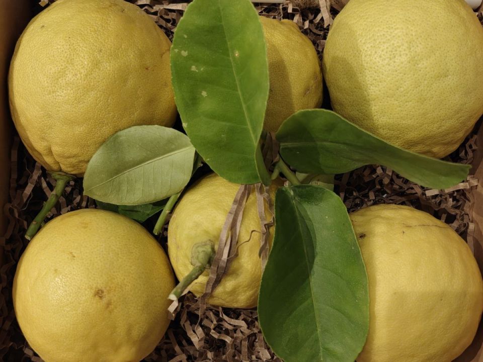 ���������� ������: �� ������� �� �������������