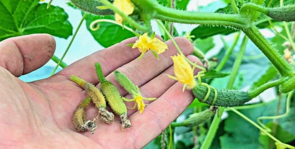 ��� ��������� ������ � ����: ������� ��������� �����