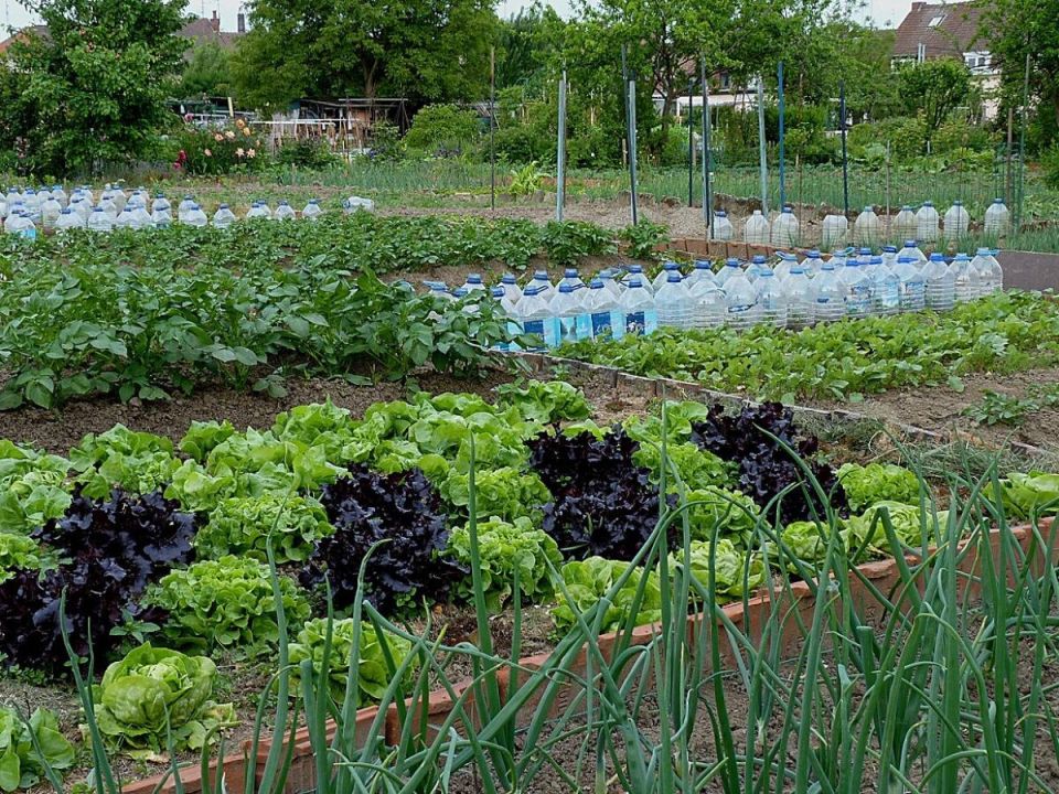 ����������� �������� �� ����������: ���� ���� ������ ��� ������