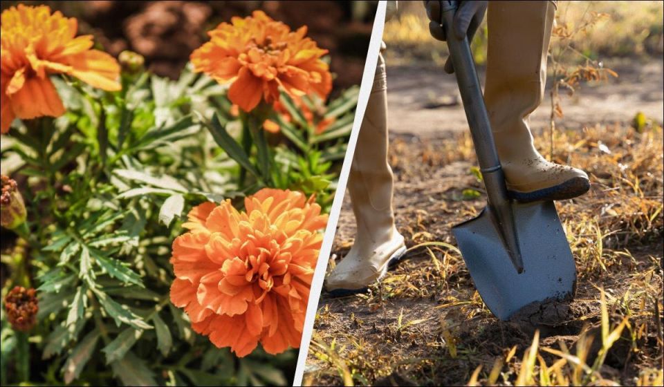 ��� �������� �������� � �������: ������� ������� ��������