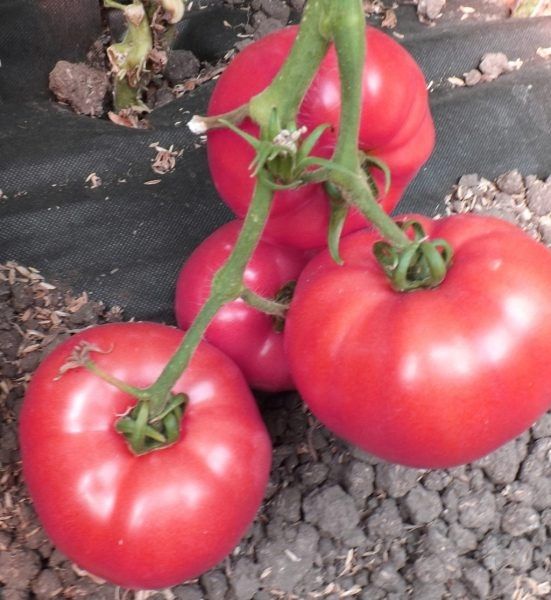 ����� �������: ��� �������� ��������� ������ �� ����� �������