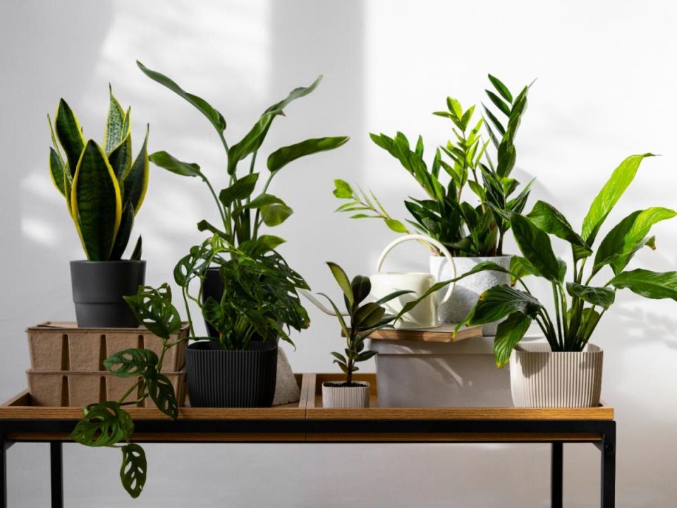 ��������� ��������, ������� ����� ����� ���������� ����������