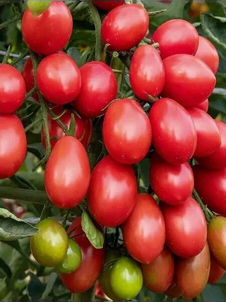 ����� ����� �������: ��������� ����� ��� ������� ������� � �������