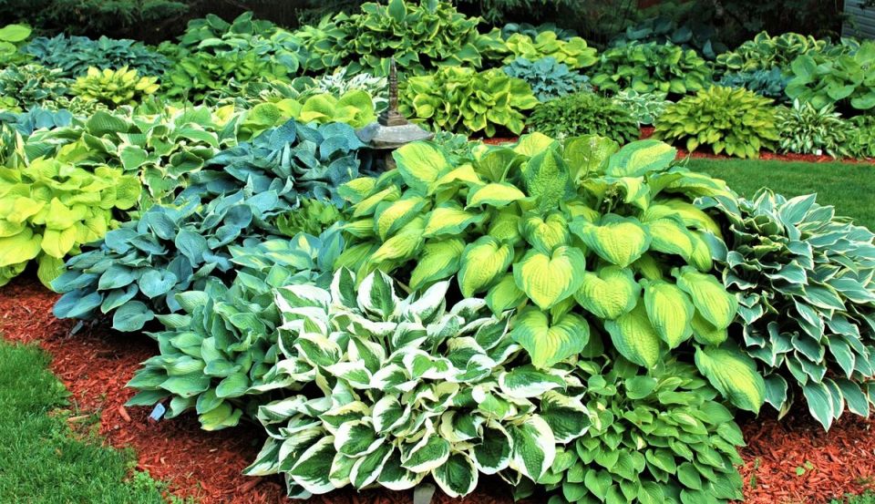 Секреты борьбы с сорняками: Как создать цветущий сад без лишних хлопот