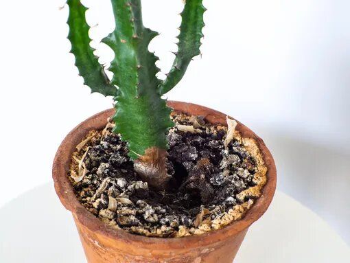 ��� �������� ���������� �� ������� � ��������� ������