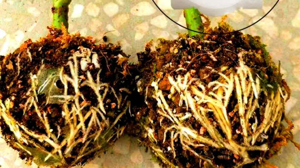 ��� ��������� ������� ����� ������� � ���������� ����������������