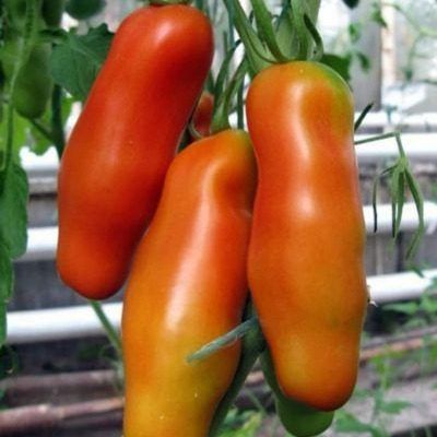 ����� ��������: ��������� ����������� � ����� � �������?�������� � ����������� ���������