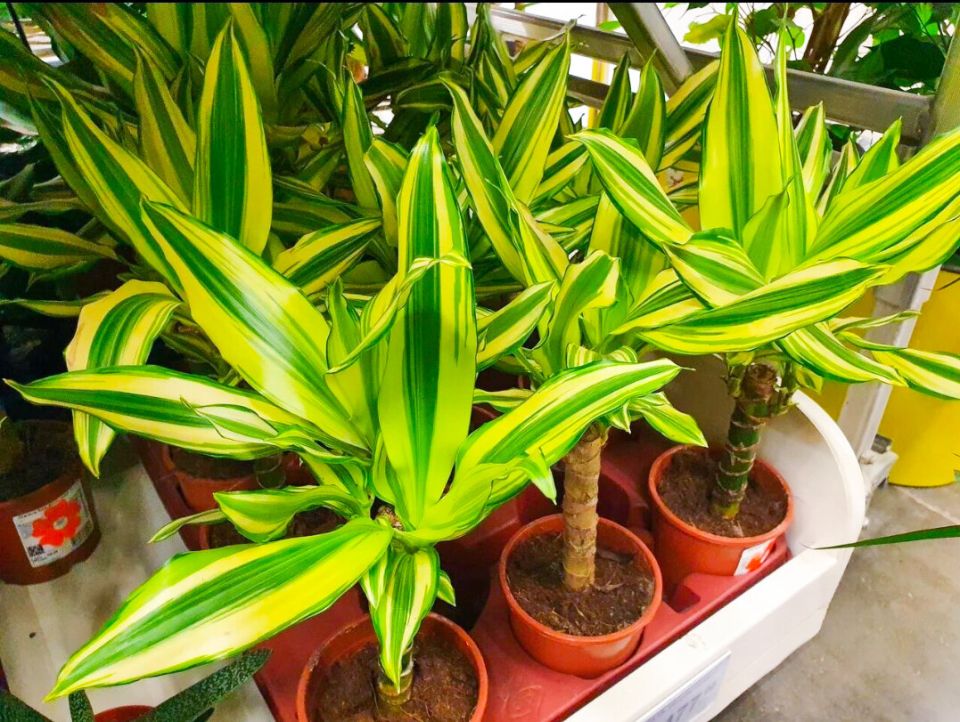 Комнатные растения на штамбе: новинка для вашего интерьера