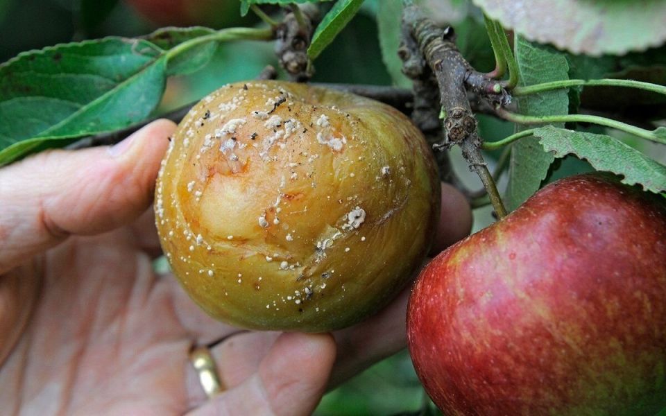 ������ ����� �� ������: �������� � �������