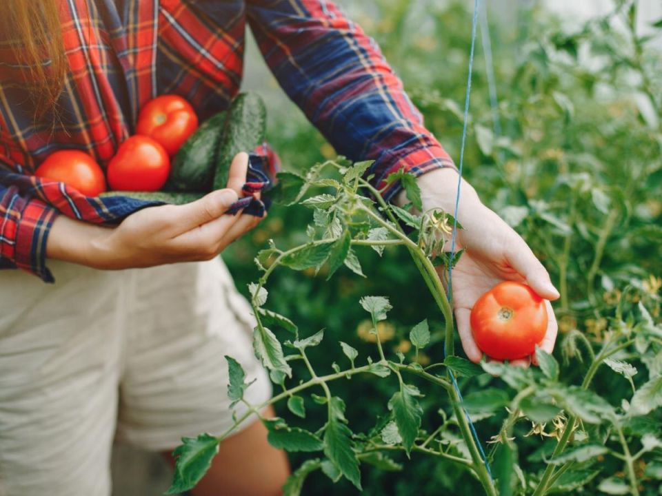 ��� �������� ������� � ������ �������: 5 ������ ������