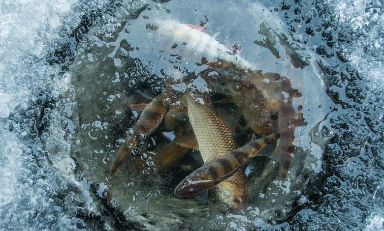 Как спасти рыбу от замора: неожиданное решение от экологов