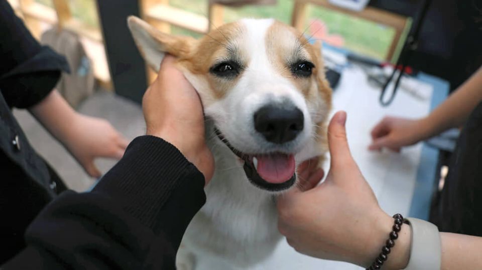 Жестокое обращение с животными: законопроект о конфискации набирает популярность