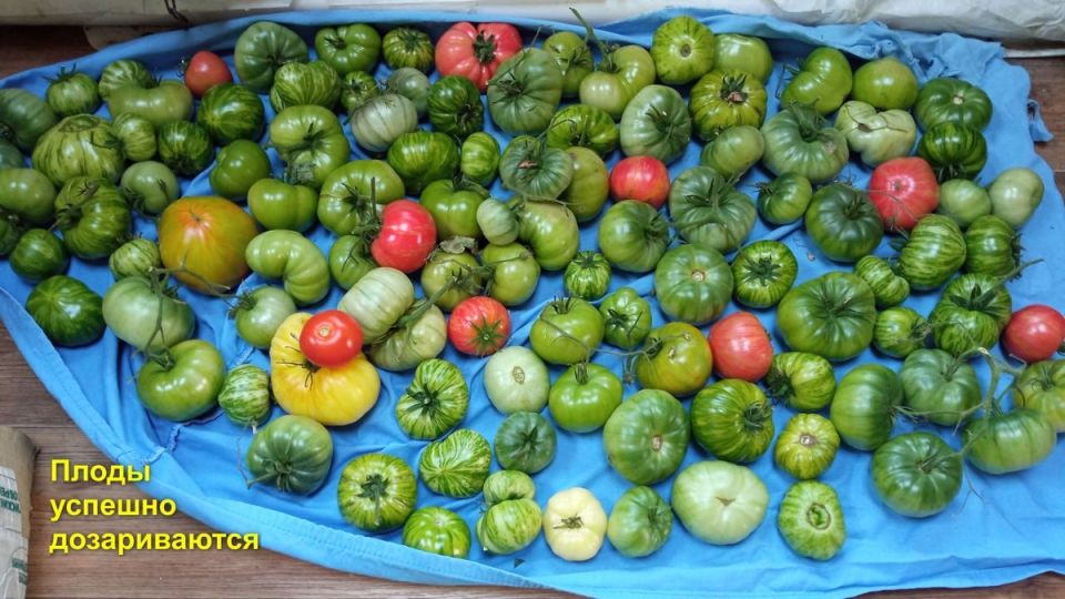 Искусство дозаривания томатов: секреты и советы