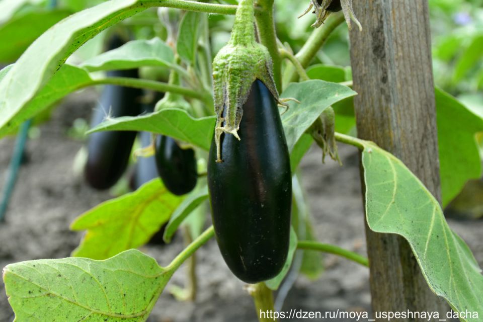 ���������: ������� ��������� ������ �� �������