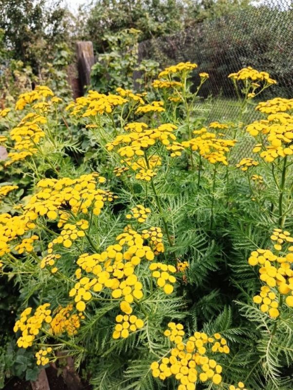 Необычные озарения в дачном саду: новые находки на узкой грядке