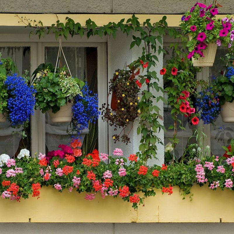 Как обеспечить зимовку комнатных цветов на балконе