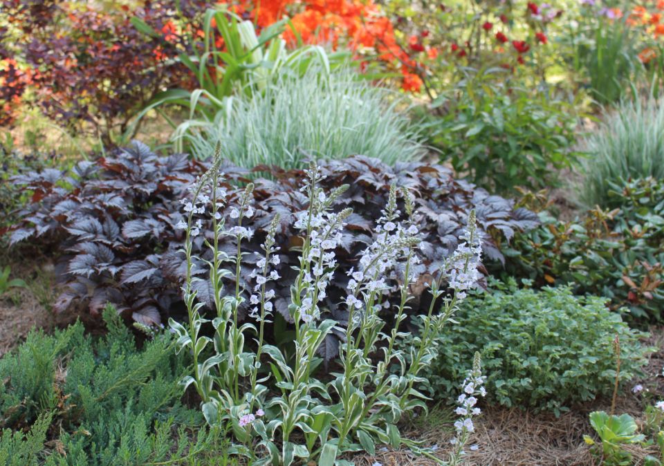 ������� ��������: ���� � ����� ����, ������� ����� �����������