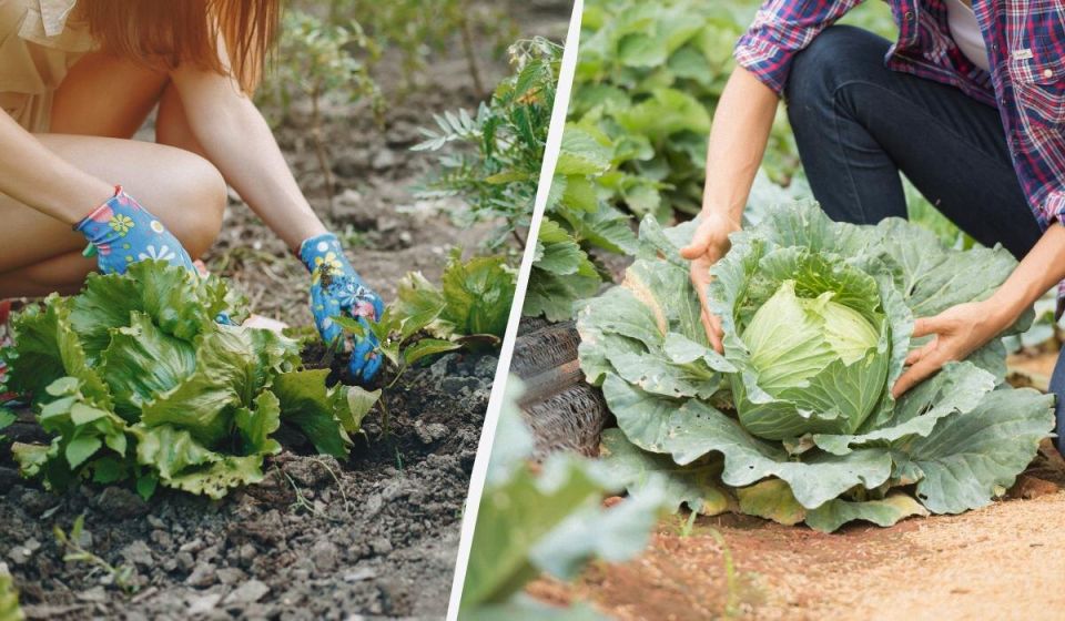 Как эффективно защитить капусту от вредителей: народные средства на страже вашего урожая