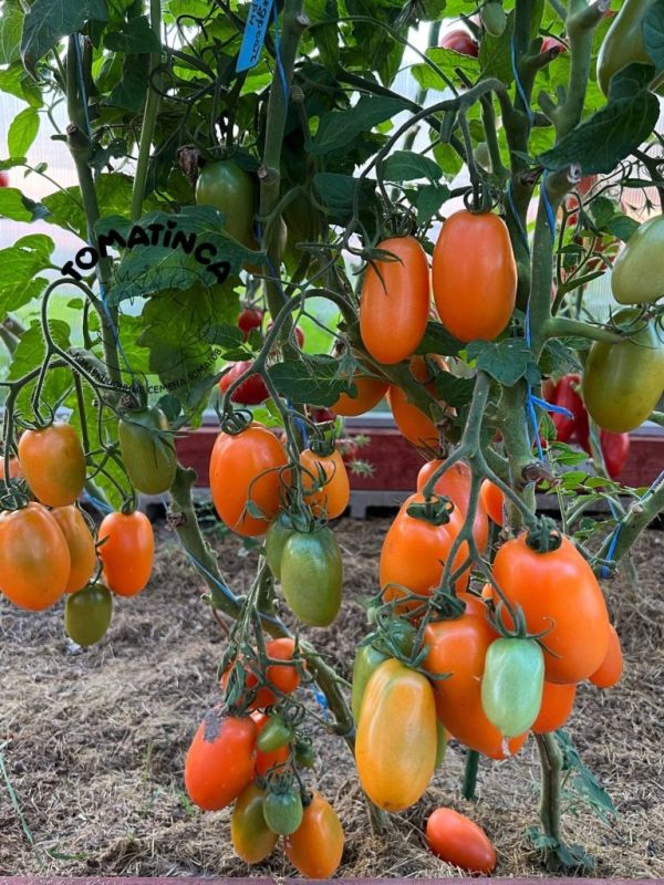 Томат Щедрость Лауры: идеальный выбор для салатов и консервации