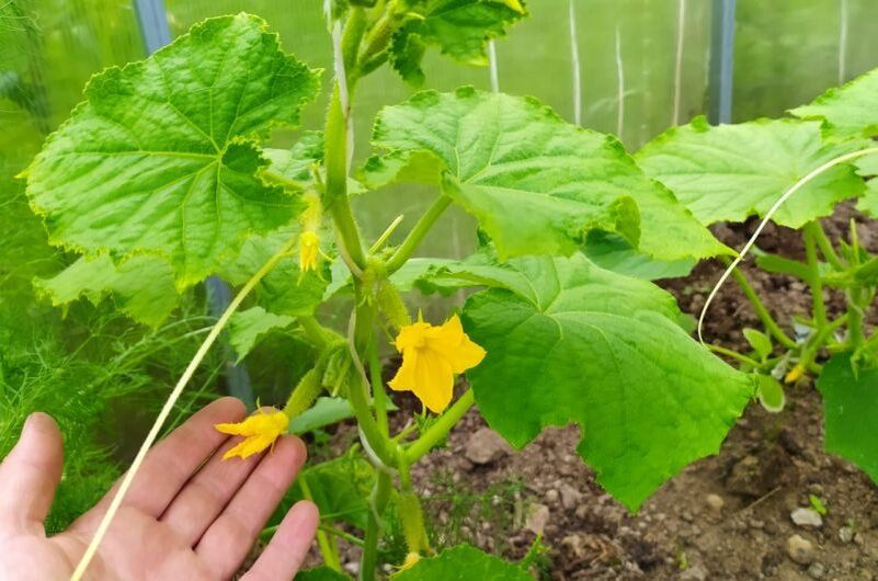 Что не любят огурцы при выращивании в теплице