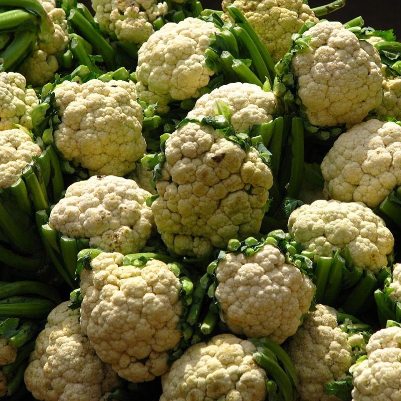 Как правильно выбрать капусту для вашего огорода