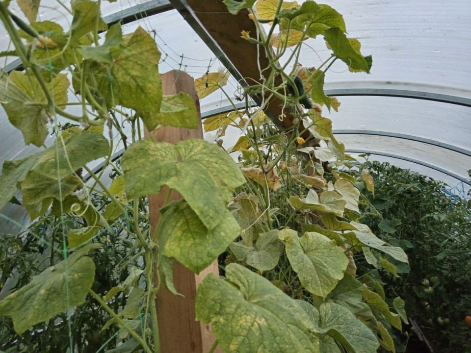 Как победить паутинного клеща и продлить урожай огурцов