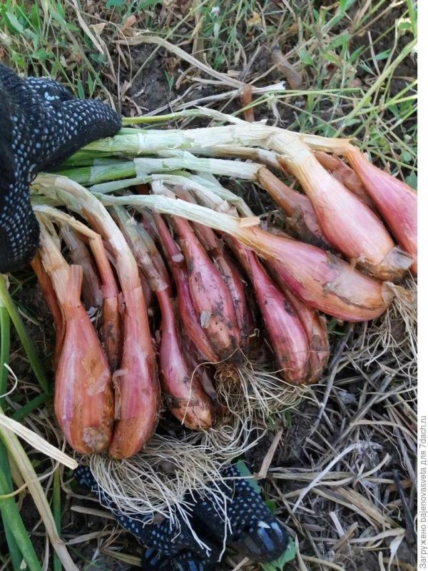 Зимняя посадка лука: как шалот и репчатый пережили морозы