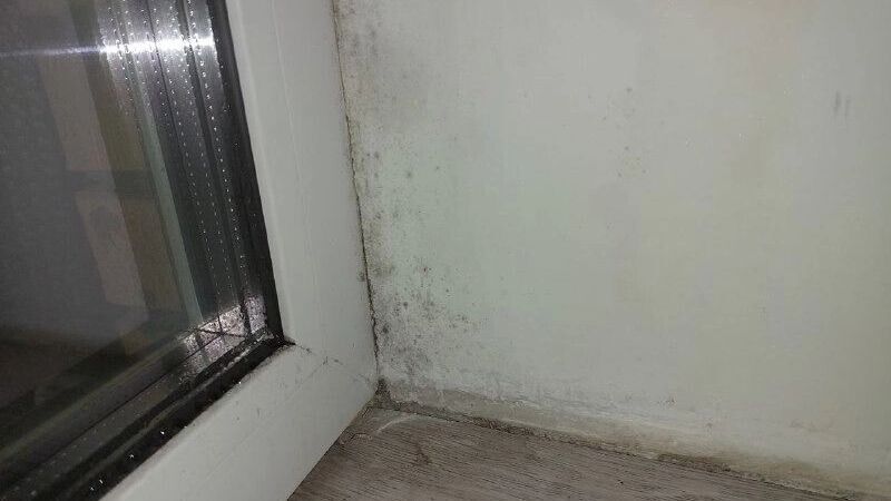 Как предотвратить плесень в вашем доме этой весной?