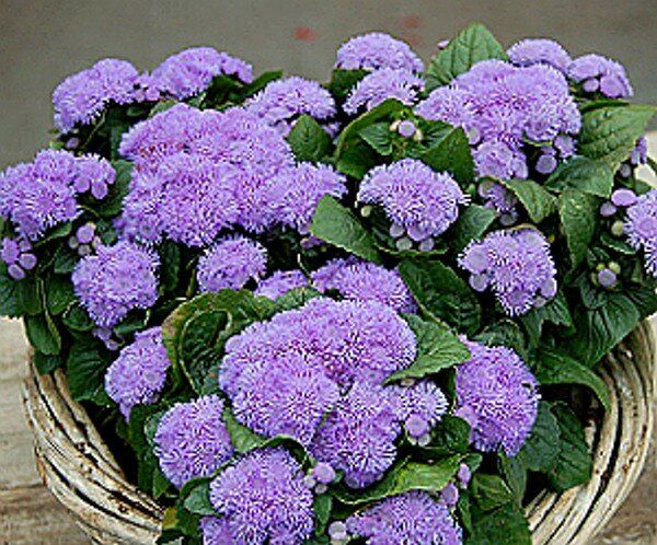 Низкорослые летники, которые преобразят ваш сад