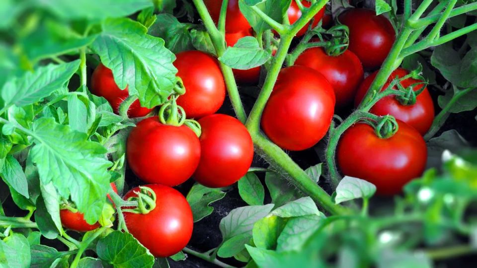 ������ � ����� �� ��������: ��� �������� ��������� �����