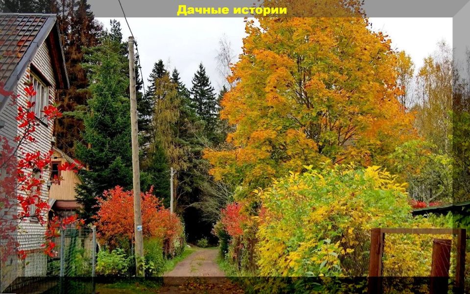 Осень на даче: советы и ошибки для начинающих огородников