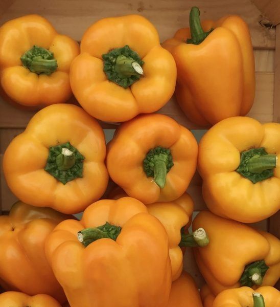 ����� ������: ��������� ������ ������ ��� ������ �������