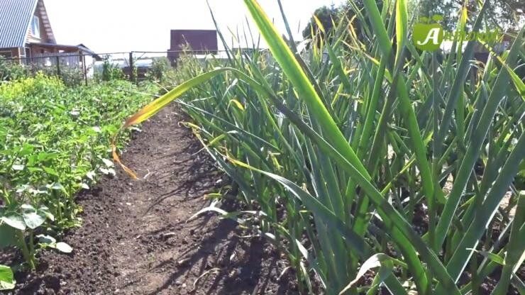 ��� �������� ���������� ������ ������� �������: 8 ������ �������